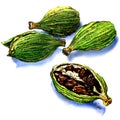 Cardamom seeds on a white background