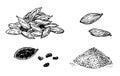 Cardamom set. Hand drawn engraving, ink, spices in sketch style. Ground cardamom and grains. Vector illustration.