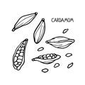 Cardamom set. Hand drawn vector spices. Doodle Outline illustration for cafe, spice shop, menu. Organic, fresh cooking