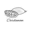 Cardamom sketch.Coloring book antistress for children and adults