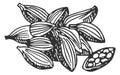 Cardamom sketch. Food spice. Aroma seeds icon