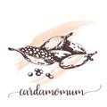 Cardamom sketch on watercolor paint. Hand drawn ink illustration of spice. Vector design for tags, cards, packaging