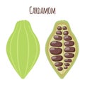 Cardamom spice for food in cartoon flat style. Organic ingredient.