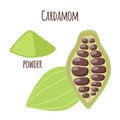 Cardamom spice for food in cartoon flat style. Organic ingredient.