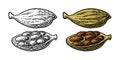 Cardamom spice with seed. Vector vintage engraved