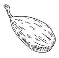 Cardamom spice fruit whole. Vintage vector black engraving