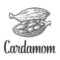 Cardamom spice with seed. Vector black vintage engraved