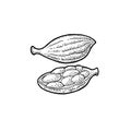 Cardamom spice with seed. Vector vintage engraving