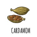 Cardamom spice with seed. Vector vintage engraving