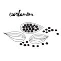 Cardamom spice. Sketch style vector illustration of cardamom. Food design element.