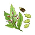 Cardamom spice vector realistic colored botanical illustration