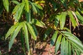 Cardamom stems and leaves at plantation in Kumily, Kerala, India