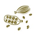 Cardamom, vector icon isolated on white background flat