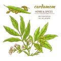 Cardamom vector set