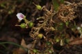 Cardamon or cardamum- a spice made from the seeds of several plants in the genera Elettaria and Amomum in the family Zingiberaceae