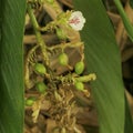 Cardamon or cardamum- a spice made from the seeds of several plants in the genera Elettaria and Amomum in the family Zingiberaceae