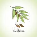Cardamon Herbs and Spices.