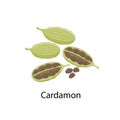 Cardamon spice - vector illustration in flat design isolated on white background. Cardamom seeds and pods Royalty Free Stock Photo