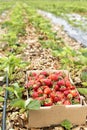 A cardboard box full with fresh red strawberries in the field Royalty Free Stock Photo