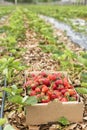 A cardboard box full with fresh red strawberries in the field Royalty Free Stock Photo