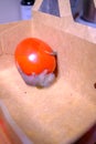 In cardboard box there is a red tomato, which is infested by a strong mould fungus