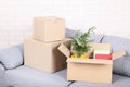 Cardboard boxes with plant Royalty Free Stock Photo