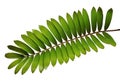 Cardboard palm or Zamia furfuracea or Mexican cycad leaf isolated on white background Royalty Free Stock Photo