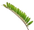 Cardboard palm or Zamia furfuracea or Mexican cycad leaf isolated on white background Royalty Free Stock Photo