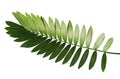 Cardboard palm or Zamia furfuracea or Mexican cycad leaf isolated on white background