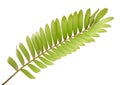 Cardboard palm or Zamia furfuracea or Mexican cycad leaf, Tropical foliage isolated on white background, with clipping path Royalty Free Stock Photo