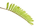 Cardboard palm or Zamia furfuracea or Mexican cycad leaf, Tropical foliage isolated on white background, with clipping path Royalty Free Stock Photo