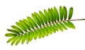 Cardboard palm or Zamia furfuracea or Mexican cycad leaf  isolated on white background, with clipping path Royalty Free Stock Photo