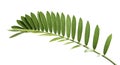 Cardboard palm or Zamia furfuracea or Mexican cycad leaf, Tropical foliage isolated on white background, with clipping path Royalty Free Stock Photo