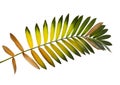 Cardboard palm or Zamia furfuracea or Mexican cycad leaf, Tropical foliage isolated on white background, with clipping path Royalty Free Stock Photo