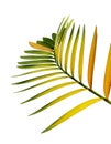 Cardboard palm or Zamia furfuracea or Mexican cycad leaf, Tropical foliage isolated on white background, with clipping path Royalty Free Stock Photo