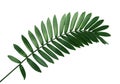 Cardboard palm or Zamia furfuracea or Mexican cycad leaf, Tropical foliage isolated on white background, with clipping path Royalty Free Stock Photo