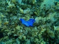 Cardboard on the seabed, Aegean Sea, Greece, Halkidiki. Sea pollution