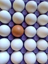 Cardboard of several white eggs
