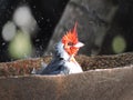 Cardenal dentro de una fuente de agua tomando un baÃÂ±o