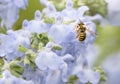 Carder Bee Enjoying Lovely Blue Sage Flowers