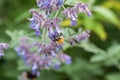 A carder bee on a purple catmint flower in a garden