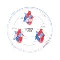 Cardiac cycle anatomy infographic. Vector color flat modern illustration. Heart organ and blood cerculation with filling Royalty Free Stock Photo