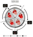 Cardiac Cycle Diastole and Systole of Human Heart Anatomy