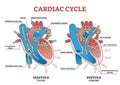 Cardiac cycle with heart diastole and systole process labeled outline diagram