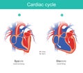 Cardiac cycle infographic. The heart is the organ of the human b