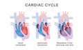 Cardiac Cycle Phases: Systole and Diastole Royalty Free Stock Photo