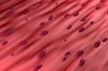 Cardiac Muscle Tissue - 3d illustration isometric view Royalty Free Stock Photo