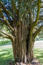 Old Yew tree growing at St Fagans National Museum of History in Cardiff on April 27, 2019