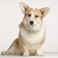 Cardigan Welsh Corgi Royalty Free Stock Photo