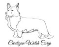 Cardigan Welsh corgi dog coloring